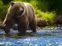 Пазл Медведь в воде