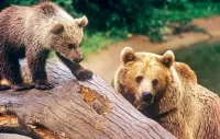 Пазл Медведи