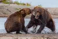 Пазл Медведи