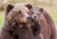 Пазл Медведи