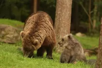 Пазл Медведи на опушке