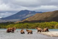 Пазл Медведи на рыбалке