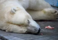 Пазл Медведица Герда