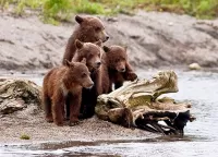 Пазл Медвежата