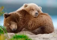 Пазл Медвежата