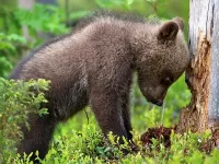 Пазл Медвежонок