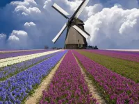 Пазл Мельница  и поля