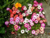 Пазл Мезембриантемум