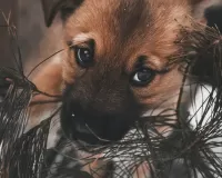 Пазл Милая мордочка