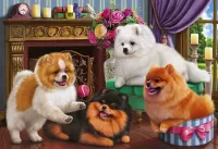 Пазл Милые шпицы