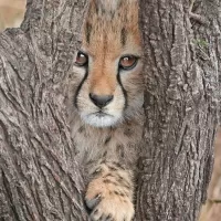 Пазл Гепард