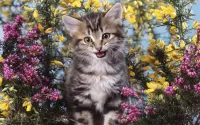 Пазл Милота от кота