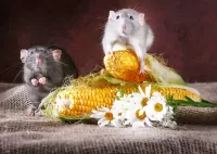 Пазл Мыши и кукуруза