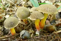 Пазл Моховик