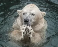 Пазл Мокрый медведь