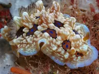 Пазл Моллюск