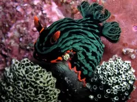 Пазл Моллюск 