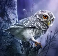 Пазл Молодая совушка