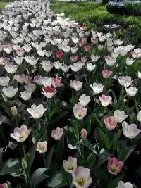 Пазл море тюльпанов