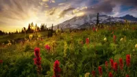 Пазл Morning at Mount Rainier