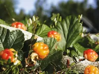 Пазл Морошка 