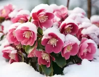 Пазл Морозник