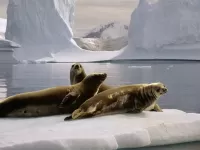 Пазл Морские котики