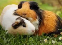 Пазл Морские свинки