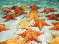 Пазл Морские звезды
