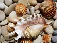 Пазл Морской мир