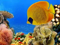Пазл Морской житель