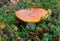 Пазл Мухомор