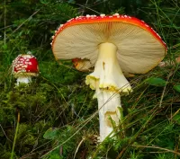 Пазл Мухомор