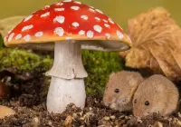 Пазл Мухомор и мышки