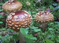 Пазл Мухомор королевский 