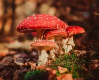 Пазл Мухоморы