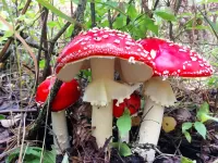 Пазл Мухоморы