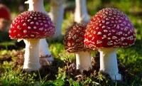 Пазл Мухоморы