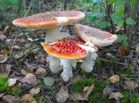 Пазл Мухоморы