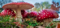 Пазл Мухоморы