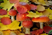 Пазл Мухоморы и листья