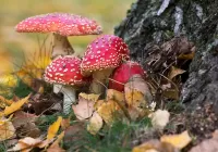 Пазл Мухоморы под деревом