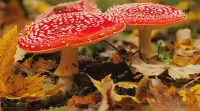 Пазл Мухоморы в листве