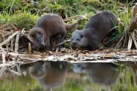 Пазл На берегу