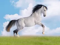 Пазл На дыбах