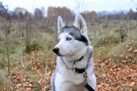 Пазл На прогулке
