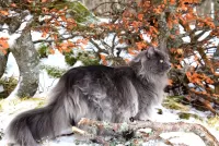 Пазл На прогулке