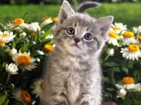 Пазл На ромашковом поле