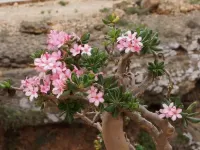 Пазл На Сокотре