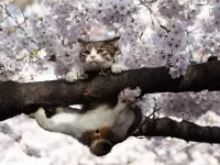 Пазл На турнике